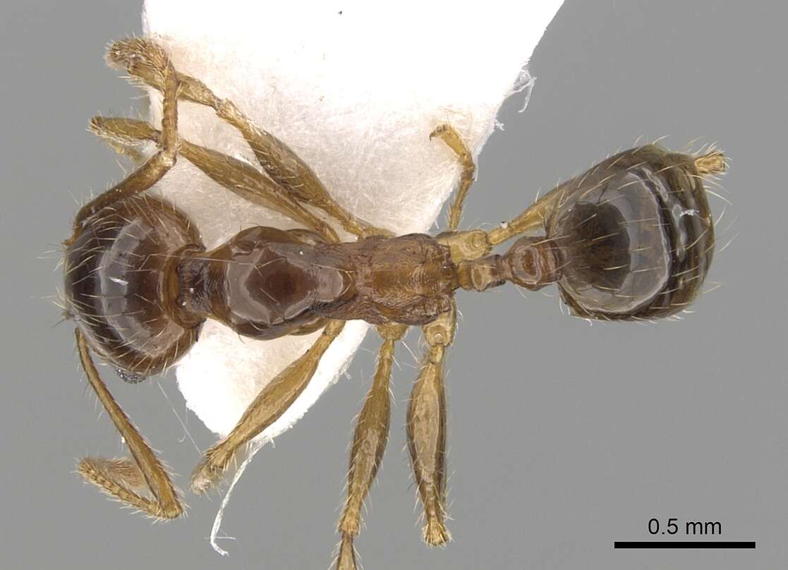 Image of Pheidole pallidula (Nylander 1849)