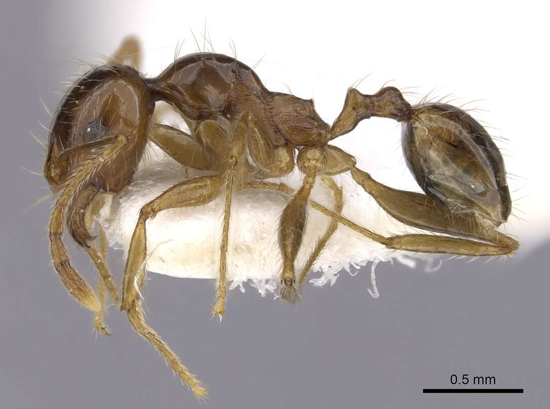 Image of Pheidole pallidula (Nylander 1849)