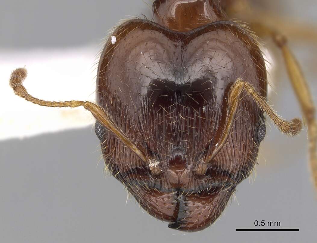 Image of Pheidole pallidula (Nylander 1849)