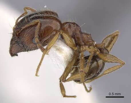 Image of Pheidole pallidula (Nylander 1849)