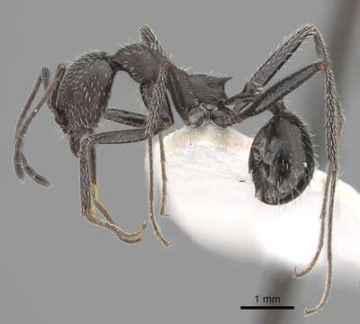 Image of Aphaenogaster balcanica (Emery 1898)