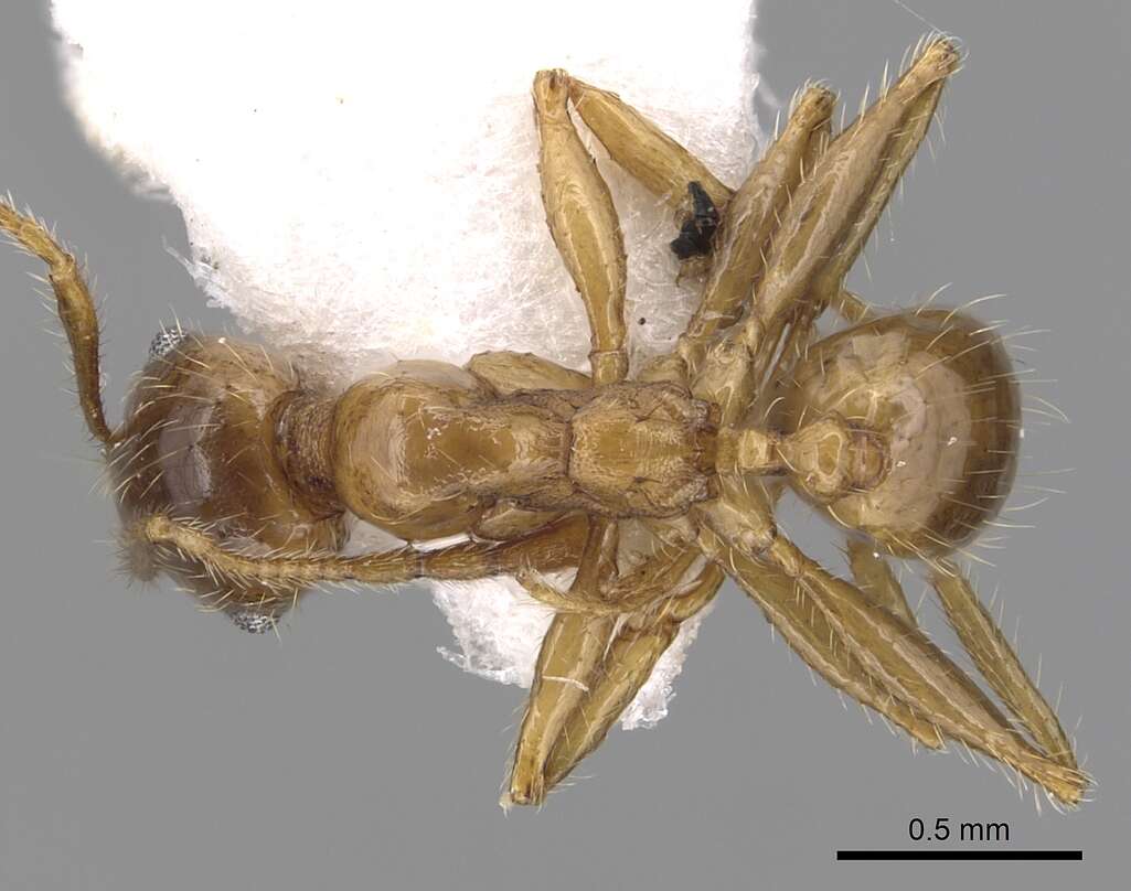 Image of Pheidole pallidula (Nylander 1849)