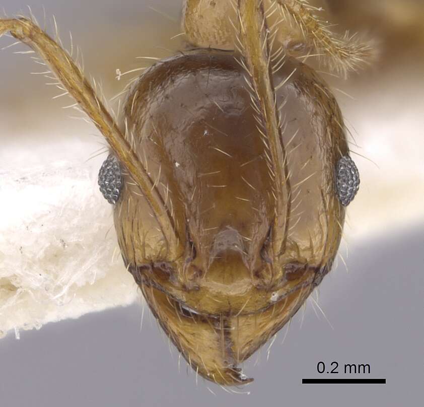 Image of Pheidole pallidula (Nylander 1849)