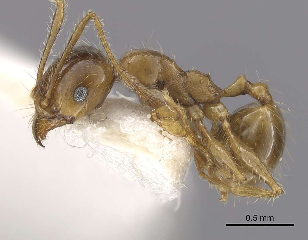 Image of Pheidole pallidula (Nylander 1849)