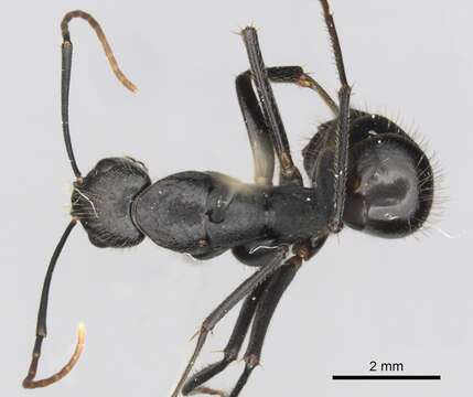 Imagem de Camponotus laconicus Emery 1920