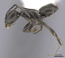 Image of Erratic ant