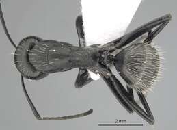 Image of Camponotus vagus (Scopoli 1763)