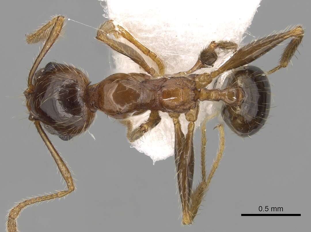 Image of Pheidole pallidula (Nylander 1849)