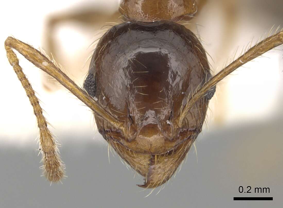 Image of Pheidole pallidula (Nylander 1849)