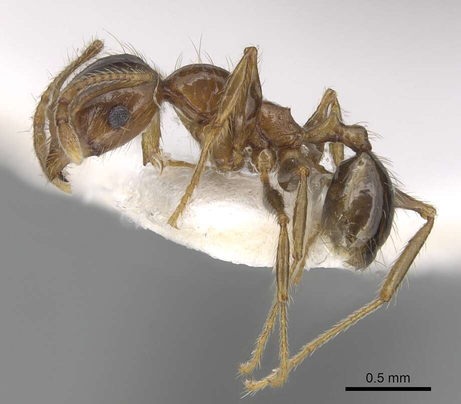 Image of Pheidole pallidula (Nylander 1849)