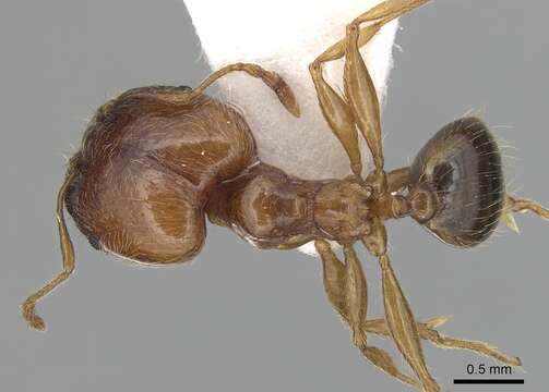 Image of Pheidole pallidula (Nylander 1849)