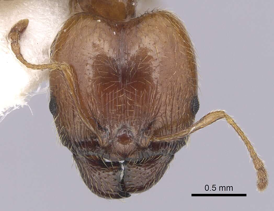 Image of Pheidole pallidula (Nylander 1849)