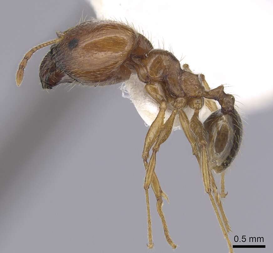 Image of Pheidole pallidula (Nylander 1849)