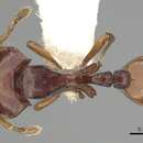 Image of Ishakidris ascitaspis Bolton 1984