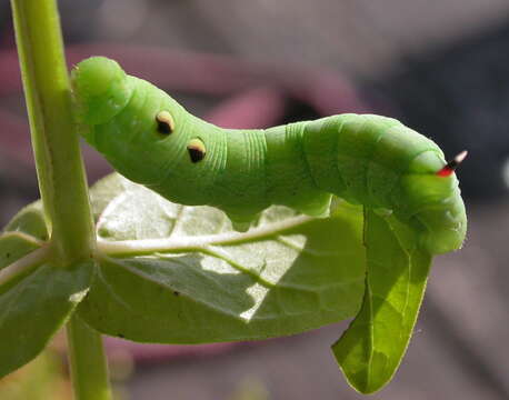 Image of elephant hawk-moth