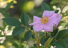 Image of swamp rose