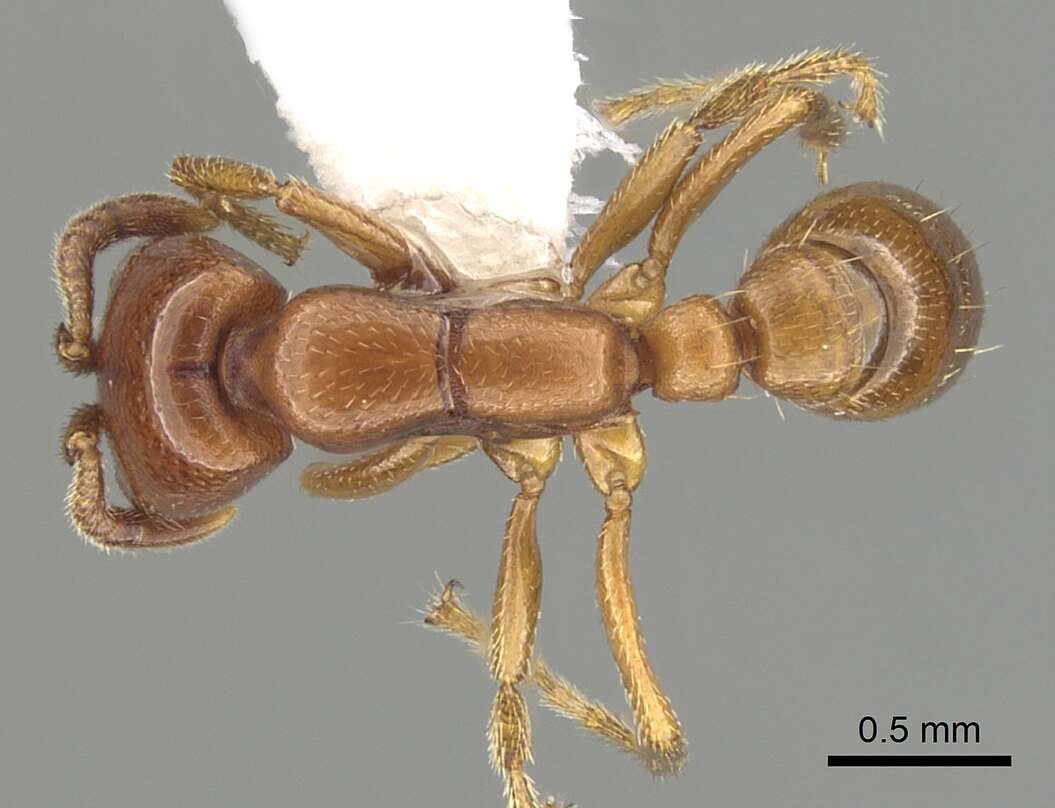 Image of Driver ants