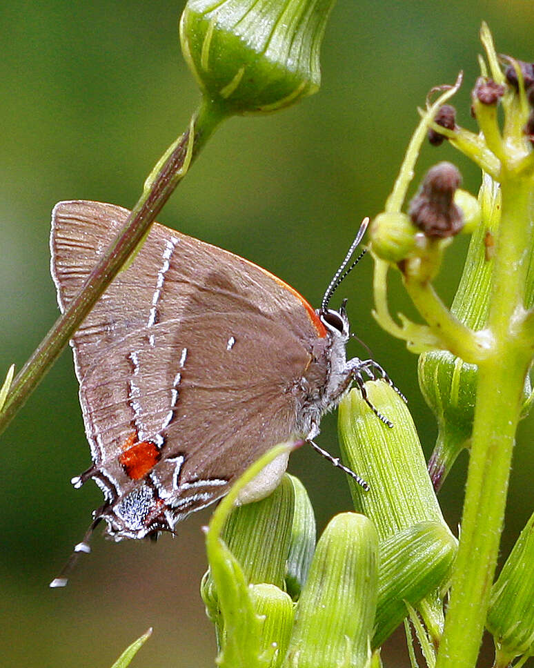 Image of White-M Hairstreak