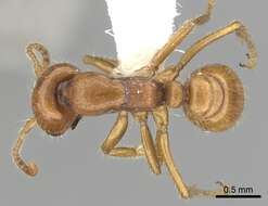 Image of Cheliomyrmex