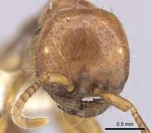 Image of Cheliomyrmex