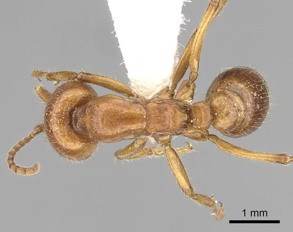 Image of Cheliomyrmex