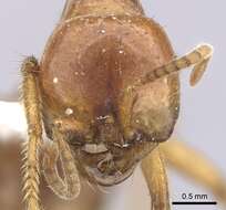 Image of Cheliomyrmex