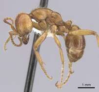 Image of Cheliomyrmex