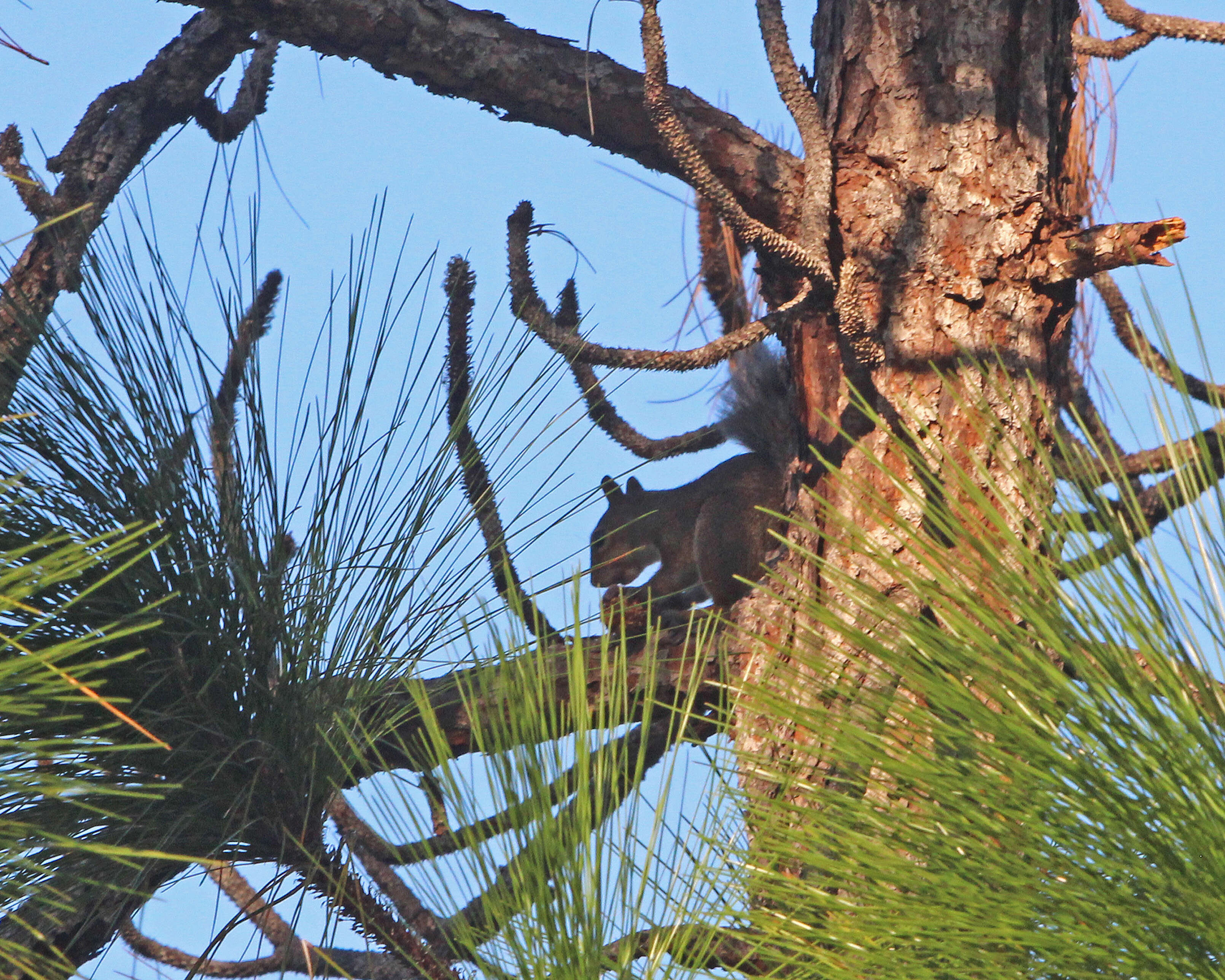 Image of Sciurus subgen. Sciurus Linnaeus 1758