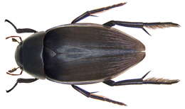 Image of Brown Hydrophile