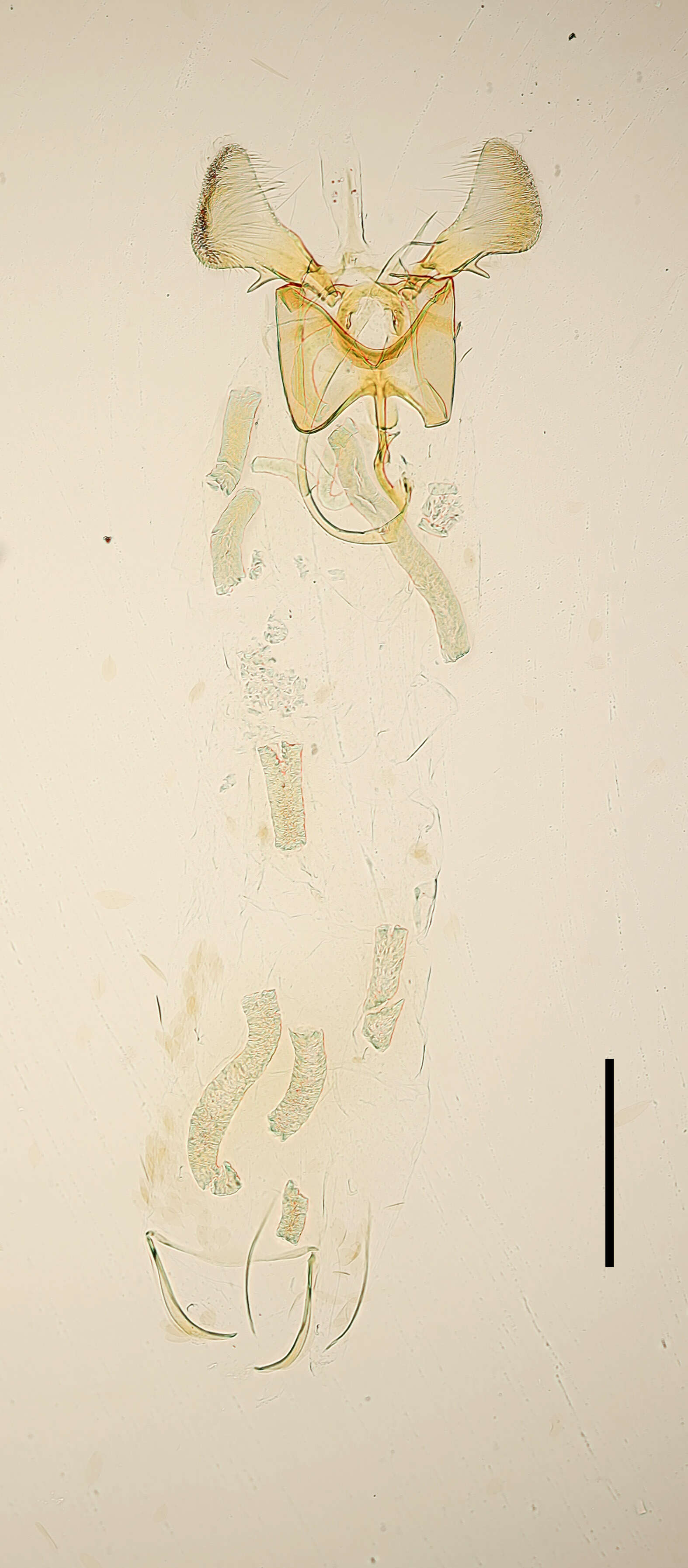 Image of Parornix atripalpella Wahlström 1979
