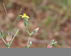 Image of fourpetal St. Johnswort