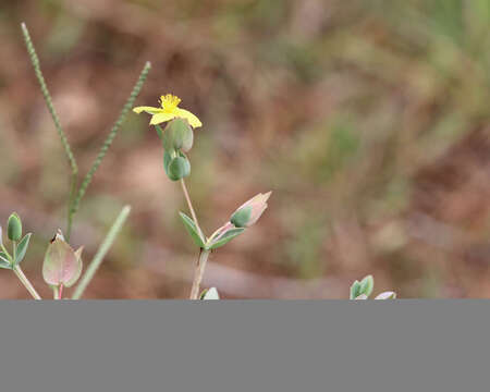 Image of fourpetal St. Johnswort