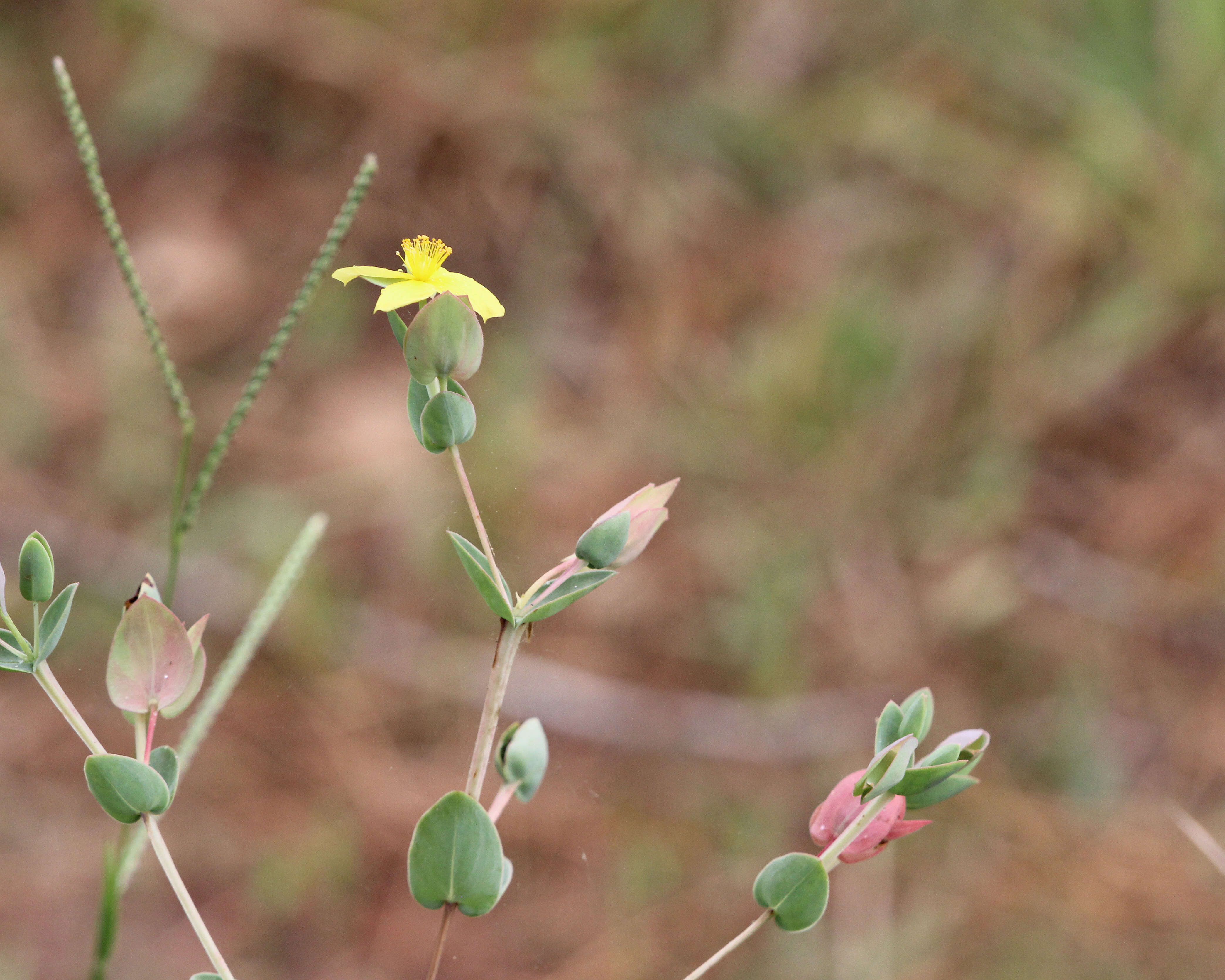 Image of fourpetal St. Johnswort