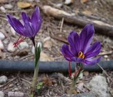 Image of autumn crocus