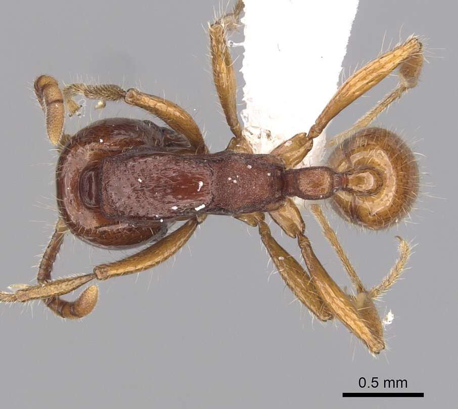 Image of Neivamyrmex angustinodis (Emery 1888)