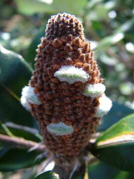 Image of Banksia saxicola A. S. George