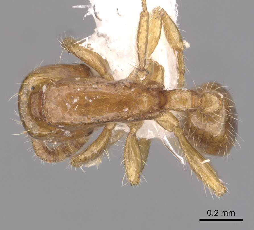 Image of Neivamyrmex carettei (Forel 1913)
