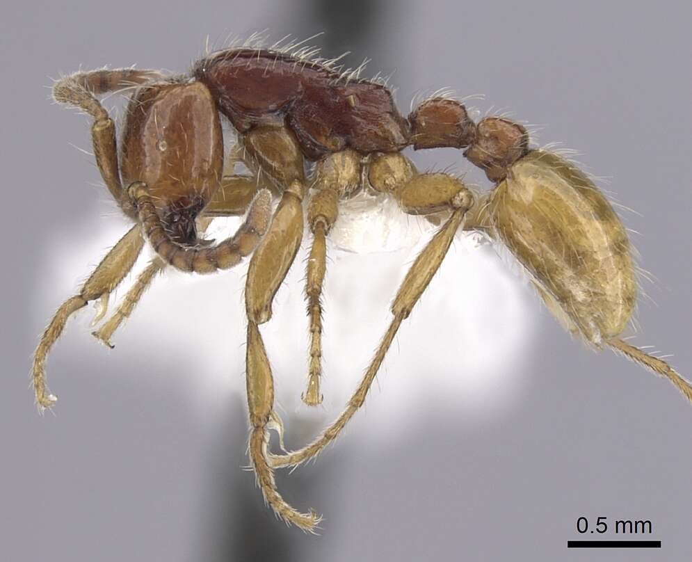 Image of Neivamyrmex chamelensis Watkins 1986