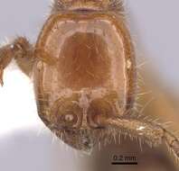 Image of Legionary Ants
