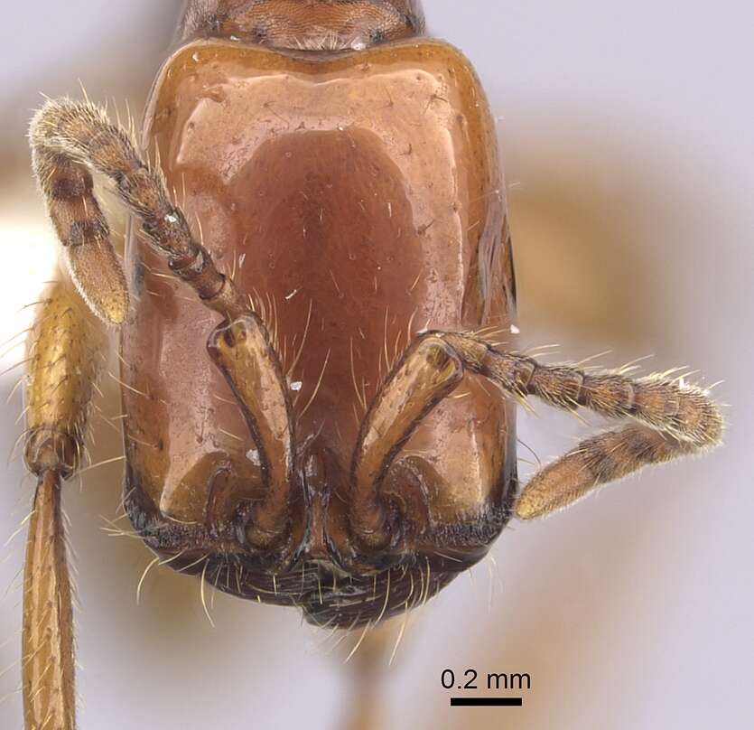 Image of Neivamyrmex goeldii (Forel 1901)