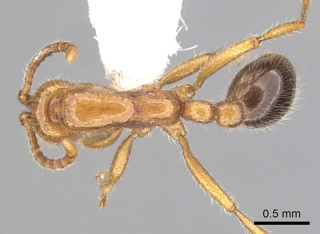 Image of Legionary Ants
