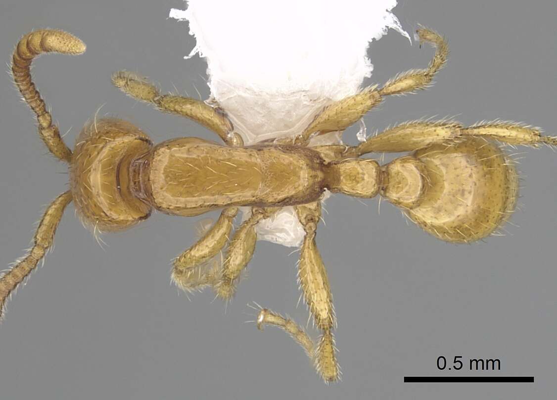 Image of Neivamyrmex nyensis Watkins 1977