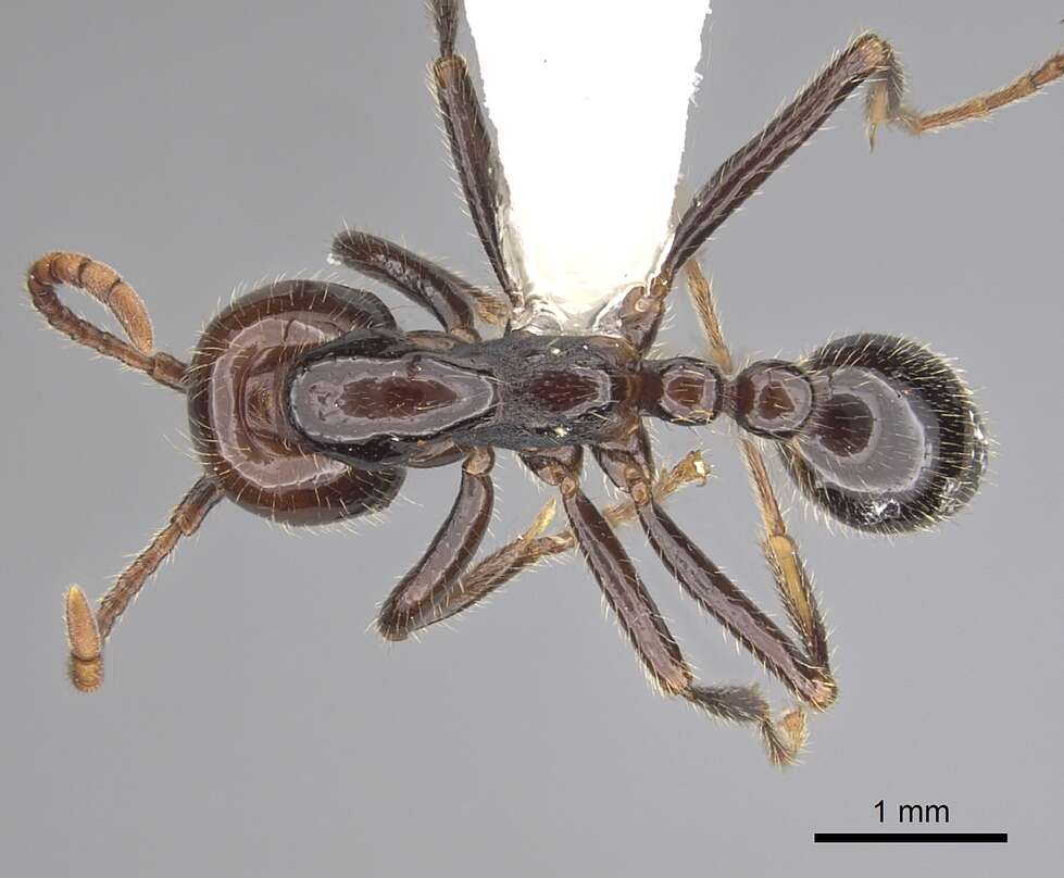 Image of Neivamyrmex pilosus (Smith 1858)