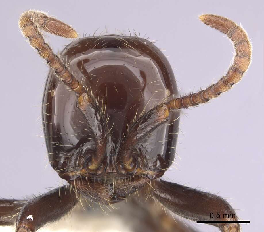 Image of Neivamyrmex pilosus (Smith 1858)