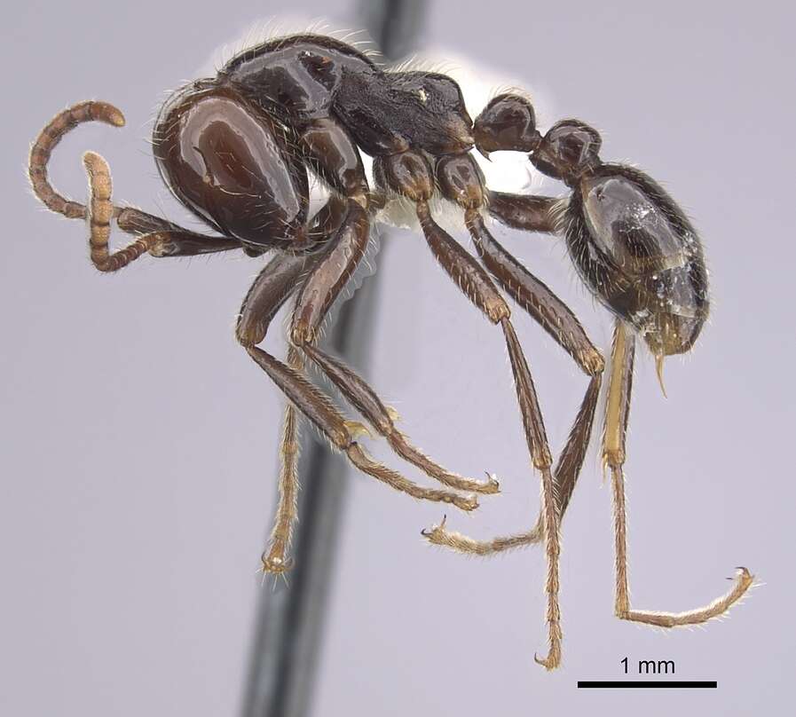 Image of Neivamyrmex pilosus (Smith 1858)