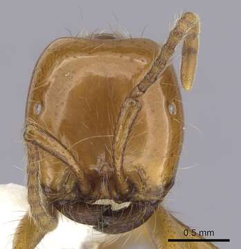 Image of Neivamyrmex postcarinatus Borgmeier 1953