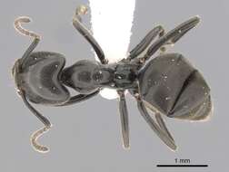 Image of Anonychomyrma biconvexa (Santschi 1928)