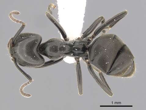 Image of Anonychomyrma biconvexa (Santschi 1928)
