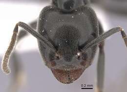 Image of Anonychomyrma biconvexa (Santschi 1928)