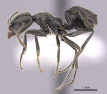 Image of Anonychomyrma biconvexa (Santschi 1928)